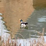 샬레 Avec Terrasse Sur Pilotis Vue Sur L'etang