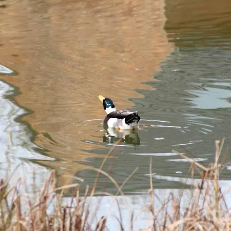 Horská chata Avec Terrasse Sur Pilotis Vue Sur L'etang